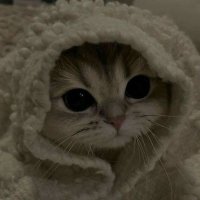 Blue (@ce60g6nq73gdb) 's Twitter Profile