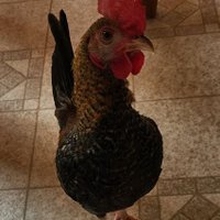 FancyRocket (@fancyrocket) 's Twitter Profile