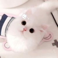 咬耳朵 (@wy25390914) 's Twitter Profile