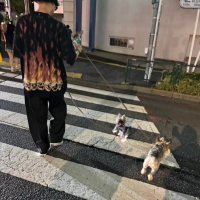 ホーリー (@shake_hori) 's Twitter Profile