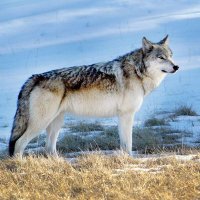 wolf (@wolf3115277) 's Twitter Profile