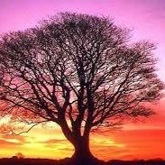 Muratzdem66801's profile picture. 