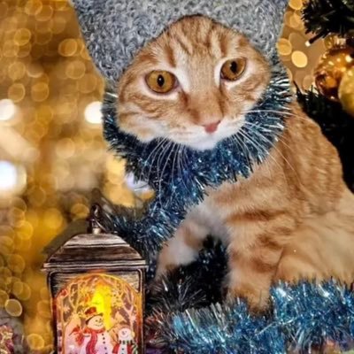 Helping paw in need saving the world,one cat at a time O