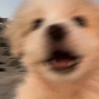 댕♡!.. (@luvpuppybeam) 's Twitter Profile Photo 댕♡!.. (@luvpuppybeam) 's Twitter Profile Photo