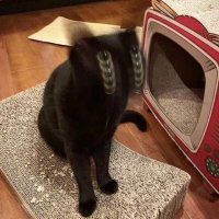 tomo 🇯🇵 (@wtftomo) 's Twitter Profile
