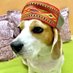 coco the beagle (@cocothebea78632) Twitter profile photo coco the beagle (@cocothebea78632) Twitter profile photo