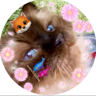 チョモ ランマさんのプロフィール画像