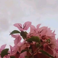 عاشق محروم تعالي خاص (@ssssbdllh12) Twitter profile photo