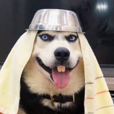 dilamum88736's profile picture. 