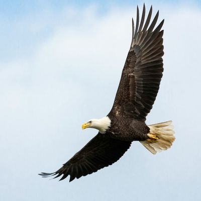 Luv2Fly04's profile picture. 