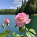 أم محمد 🌺 (@mnj4617) Twitter profile photo أم محمد 🌺 (@mnj4617) Twitter profile photo