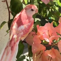 Nelly Aueshk (@aueshk2) 's Twitter Profile
