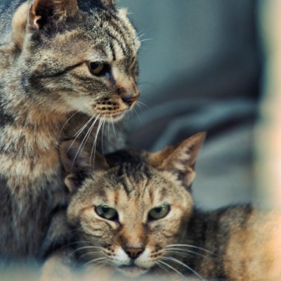 nagi_nekograph's profile picture. https://t.co/qZsBmqrdRW