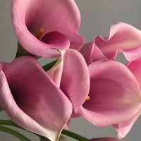 ★ (@callablumen) 's Twitter Profile