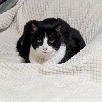 Kevin W (@keviniskovitch) 's Twitter Profile