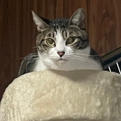 猫が好き。保護猫2匹と家族になりました。猫の話。家族の話。趣味の話。心の垂れ流し。好き勝手呟きます。猫以外の生き物も全般好きです。