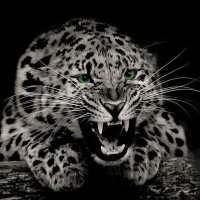 محمد صفحي (@msfhy79517) 's Twitter Profile
