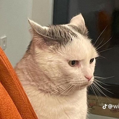 cantamime's profile picture. 