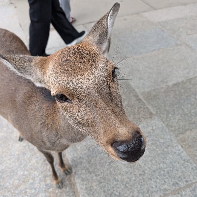 BootheelPrime's profile picture. dragon kick your ass into the milky way