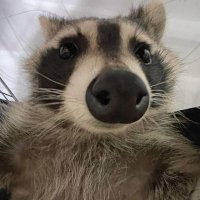 guaxi (@oiguaxi) 's Twitter Profile Photo guaxi (@oiguaxi) 's Twitter Profile Photo