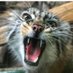 pallasgooner (@pallasgooner1) Twitter profile photo pallasgooner (@pallasgooner1) Twitter profile photo