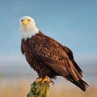 linca (@linca1912084) 's Twitter Profile