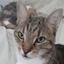 chat4chat (@chat4chat29090) Twitter profile photo chat4chat (@chat4chat29090) Twitter profile photo
