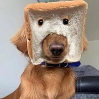 breadman (@breadmanxbt) 's Twitter Profile