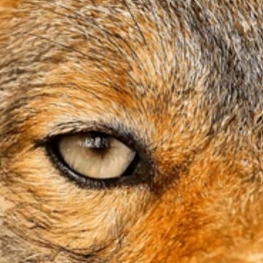 OrneryJackal Profile