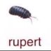 rupert (@punp1eces) Twitter profile photo rupert (@punp1eces) Twitter profile photo