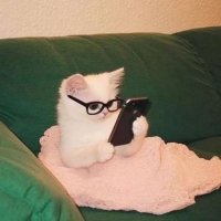 Vchoh (@vchoh1) 's Twitter Profile