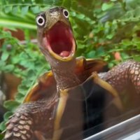 RƏD (@_witchwarden) 's Twitter Profile Photo RƏD (@_witchwarden) 's Twitter Profile Photo