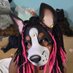 🌸Elias🌸 (@rowdylittlemutt) Twitter profile photo 🌸Elias🌸 (@rowdylittlemutt) Twitter profile photo