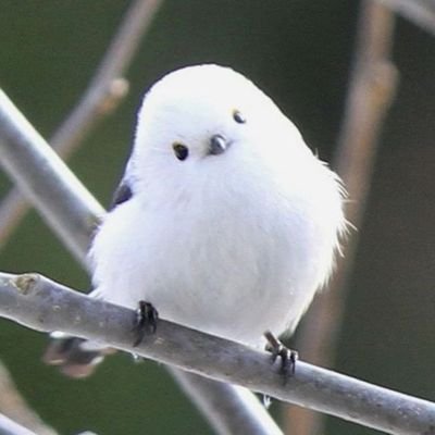 Shima199935's profile picture. 👩🏻‍⚕️🫠