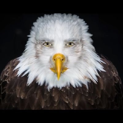 Wildhaven101's profile picture. age 26
have 3 cats who, for some reason, like to ruin my curtains
i dont post go to my likes