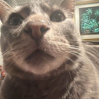 Cosmiccatnip (@cosmiccatnip1) 's Twitter Profile