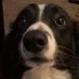 collie ‘twincest fan’ arianne (@puppycelz) Twitter profile photo collie ‘twincest fan’ arianne (@puppycelz) Twitter profile photo