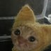 Froag (@froagosu) Twitter profile photo Froag (@froagosu) Twitter profile photo