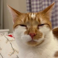 bingo (@binkywinkywoo) 's Twitter Profile Photo bingo (@binkywinkywoo) 's Twitter Profile Photo