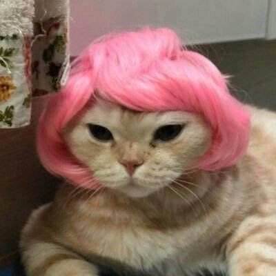 estudante de Artes Visuais, aspirante a revolucionária, metida a cinéfila e filha perdida da Madonna | MEOW SUPREMACY 🩷🐈🐾