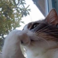 عبدالله (@abdullah_elasad) 's Twitter Profile