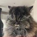 NuitZance l'Aigris Originel (@nuitzance) 's Twitter Profile