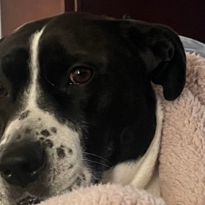 Gar_Dingo's profile picture. I'm a hip old granny who can hip-hop, bebop, dance til ya drop and yo yo, make a wicked cup of cocoa