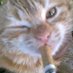 avaa (@wishing4cats) Twitter profile photo avaa (@wishing4cats) Twitter profile photo