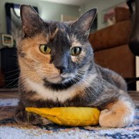 CatTrifecta (@3discerningcatz) 's Twitter Profile