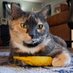 CatTrifecta (@3discerningcatz) Twitter profile photo CatTrifecta (@3discerningcatz) Twitter profile photo