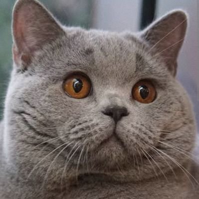 moo_niecake's profile picture. 