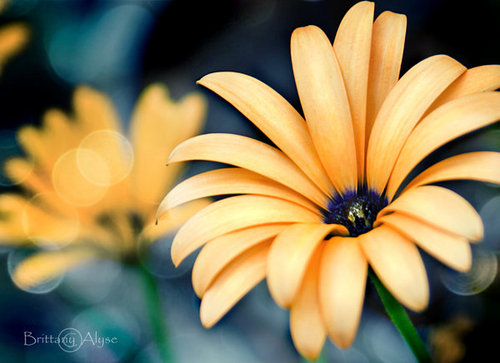 macbookm3's profile picture. هذا الحساب للتصفح فقط