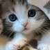 small cats lover (@ilike_small) Twitter profile photo small cats lover (@ilike_small) Twitter profile photo