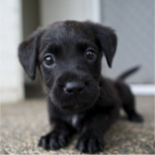 Aguschuky (@aguschukyfn) 's Twitter Profile